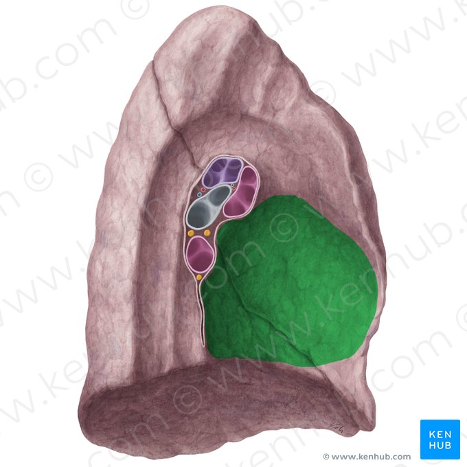 Cardiac impression of left lung (Impressio cardiaca pulmonis sinistri); Image: Yousun Koh
