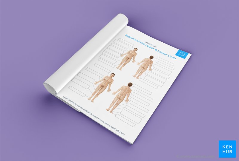 Download your free PDF worksheet of the regions of the upper and lower limb below.
