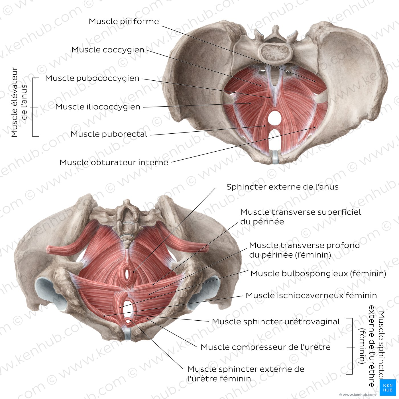 Muscles et os du bassin : schéma du plancher pelvien