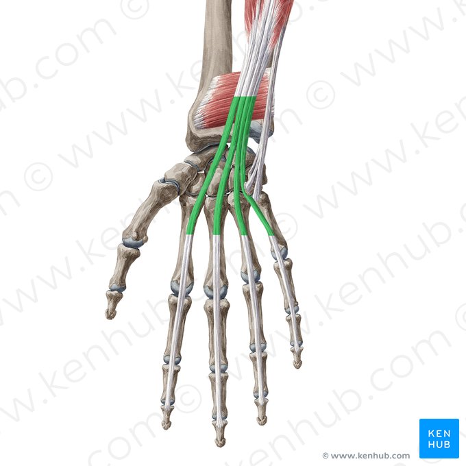 Tendons of flexor digitorum profundus muscle (Tendines musculi flexoris digitorum profundus); Image: Yousun Koh