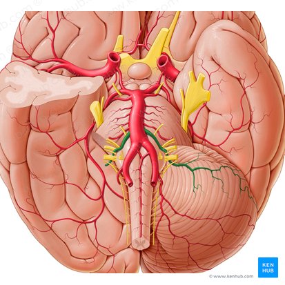 Arteria inferior anterior cerebelli (Vordere untere Kleinhirnarterie); Bild: Paul Kim