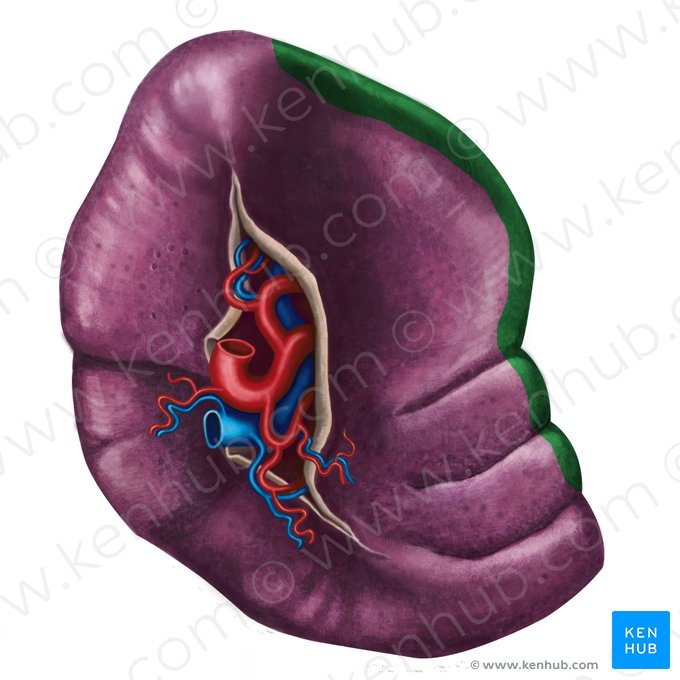 Superior border of spleen (Margo superior splenis); Image: Irina Münstermann