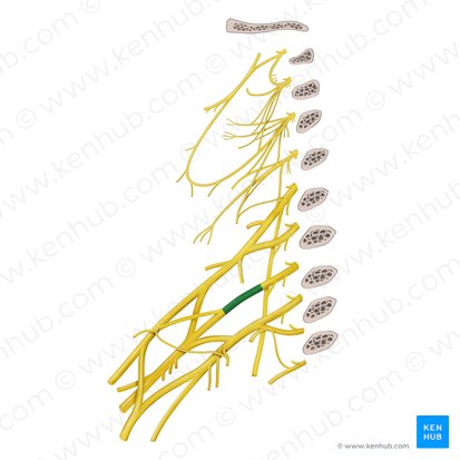 Tronc moyen du plexus brachial (Truncus medius plexus brachialis); Image : Begoña Rodriguez