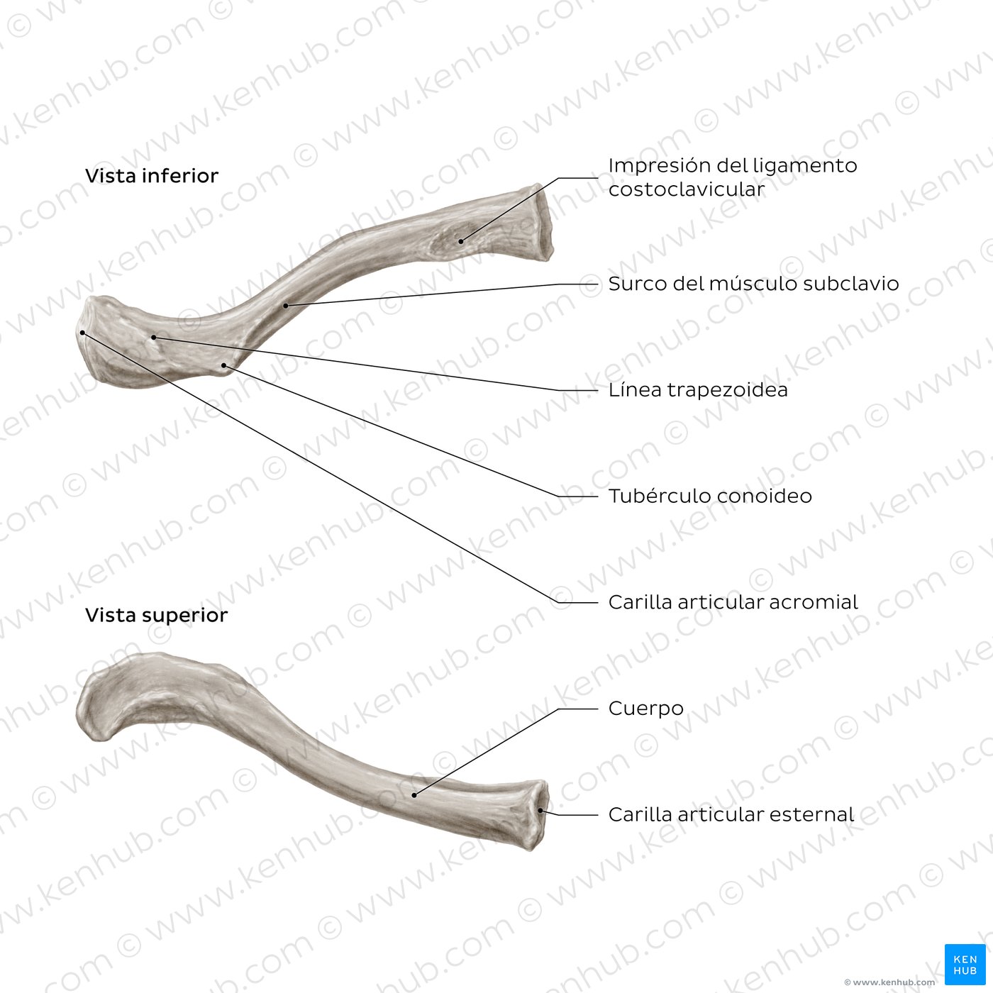 Anatomía de la clavícula