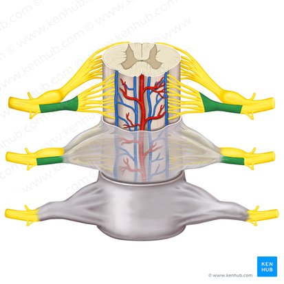 Anterior root of spinal nerve (Radix anterior nervi spinalis); Image: Rebecca Betts