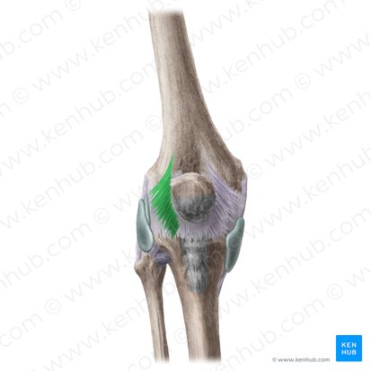 Retináculo lateral da patela (Retinaculum patellae laterale); Imagem: Liene Znotina