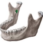 Mandibular foramen (inferior alveolar foramen)