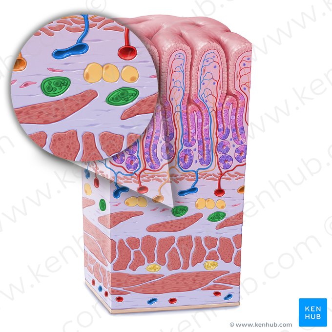 Submucosal plexus (of Meissner) (Plexus nervosus submucosus); Image: Paul Kim