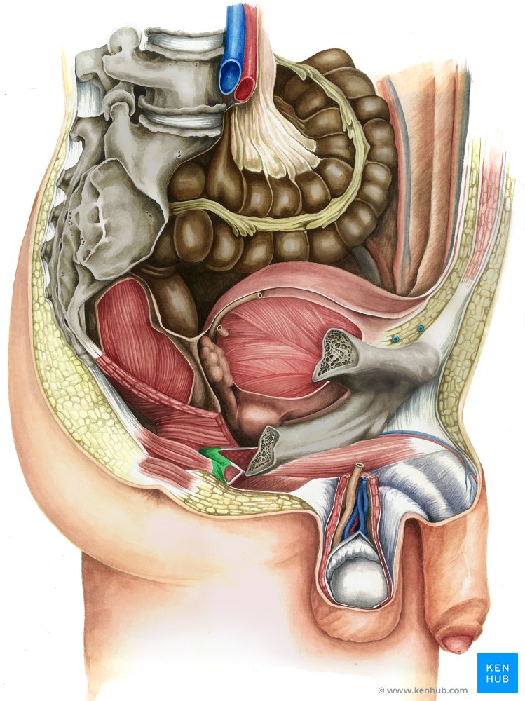 Perineal body (central tendon of perineum - green) - sagittal male pelvis