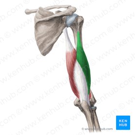Caput laterale musculi tricipitis brachii (Seitlicher Kopf des dreiköpfigen Oberarmmuskels); Bild: Yousun Koh