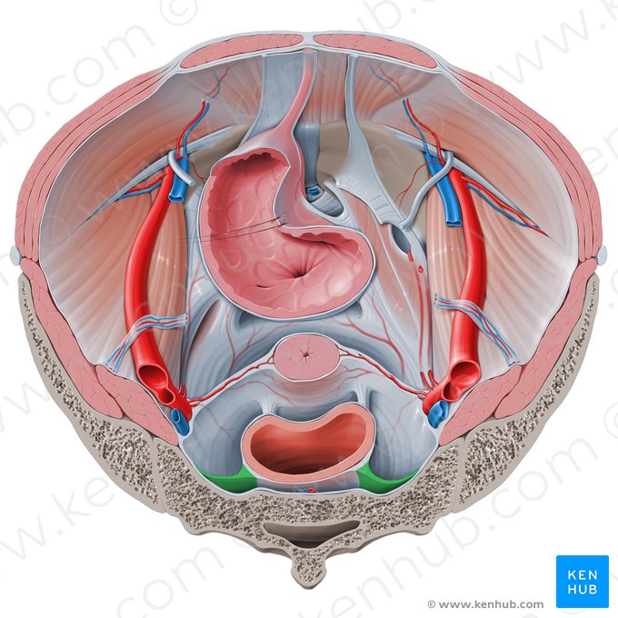 Fascia rectosacra (Fascia rectosacralis); Imagen: Paul Kim