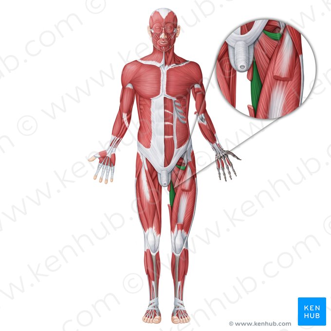 Adductor magnus muscle (Musculus adductor magnus); Image: Irina Münstermann