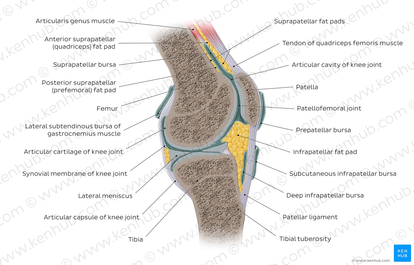 Knee joint anatomy, ligaments and movements Kenhub