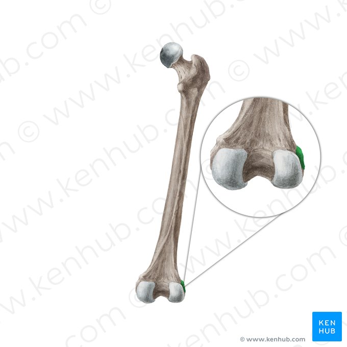 Epicóndilo lateral del fémur (Epicondylus lateralis ossis femoris); Imagen: Liene Znotina