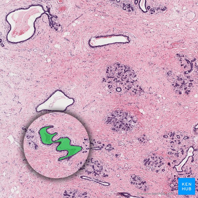 Lactiferous duct (Ductus lactiferi); Image: 