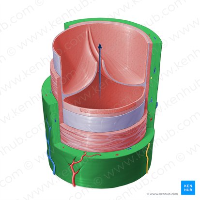 Túnica externa de la vena (Tunica externa venae); Imagen: Paul Kim
