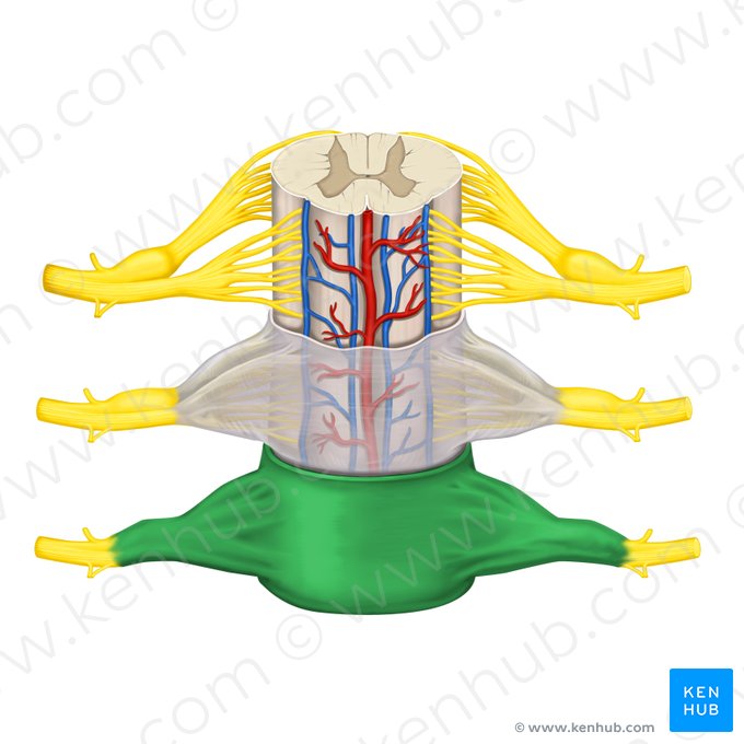 Dura mater of spinal cord (Dura mater spinalis); Image: Rebecca Betts