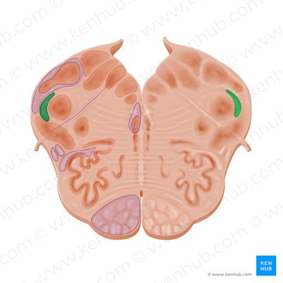 Tracto espinal del nervio trigémino (Tractus spinalis nervi trigemini); Imagen: Paul Kim