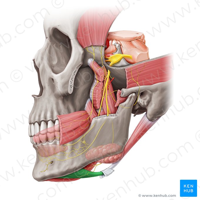 Ventre anterior do músculo digástrico (Venter anterior musculi digastrici); Imagem: Paul Kim
