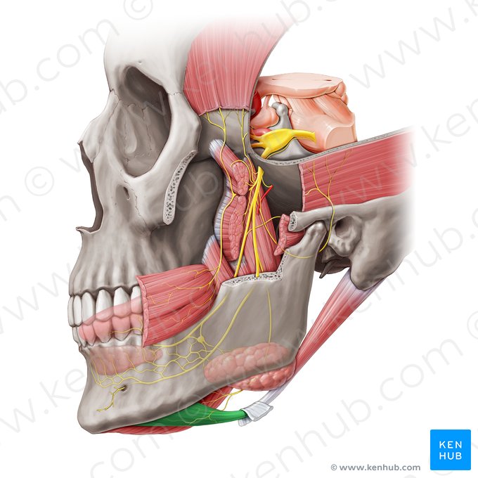 Osso ​ mandíbula (aspecto lateral).