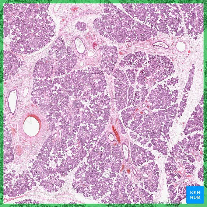 Glándula submandibular (Glandula submandibularis); Imagen: 