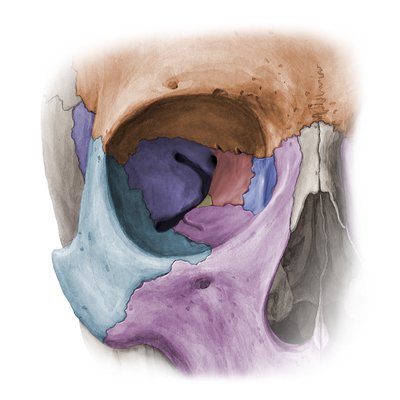 Skull