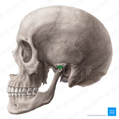 Temporomandibular joint (Articulatio temporomandibularis); Image: Yousun Koh