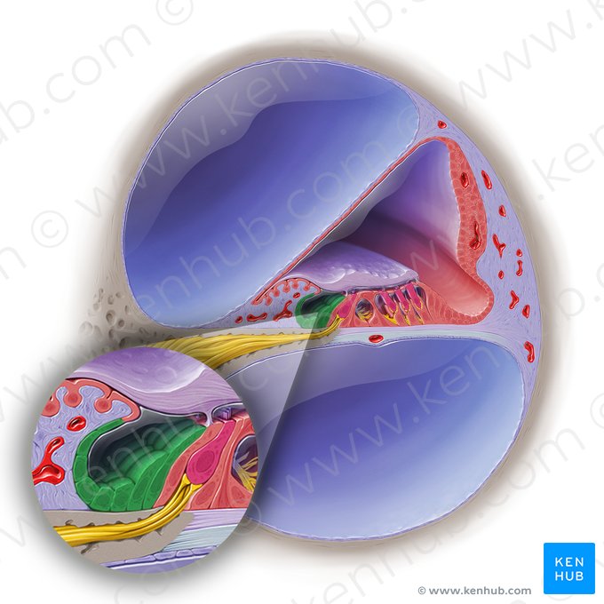 Células del surco interno del conducto coclear (Epitheliocyti cuboidei sustentantes interni); Imagen: Paul Kim