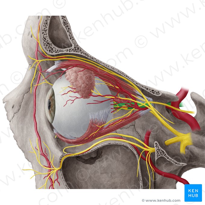 Optic nerve (Nervus opticus); Image: Yousun Koh