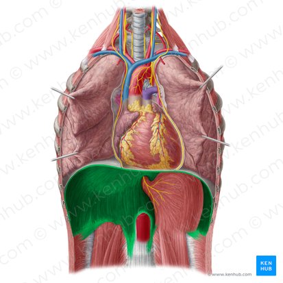 Diaphragme (Diaphragma); Image : Yousun Koh
