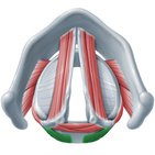 Posterior cricoarytenoid muscle