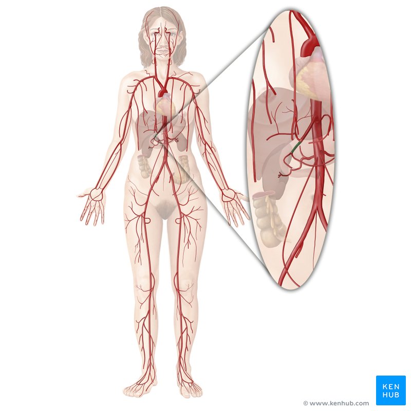 Gastroduodenal artery (Arteria gastroduodenalis)