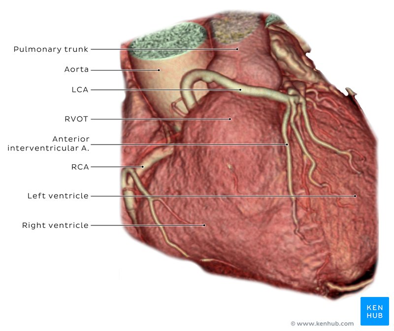 Coronary arteries 3D reconstruction