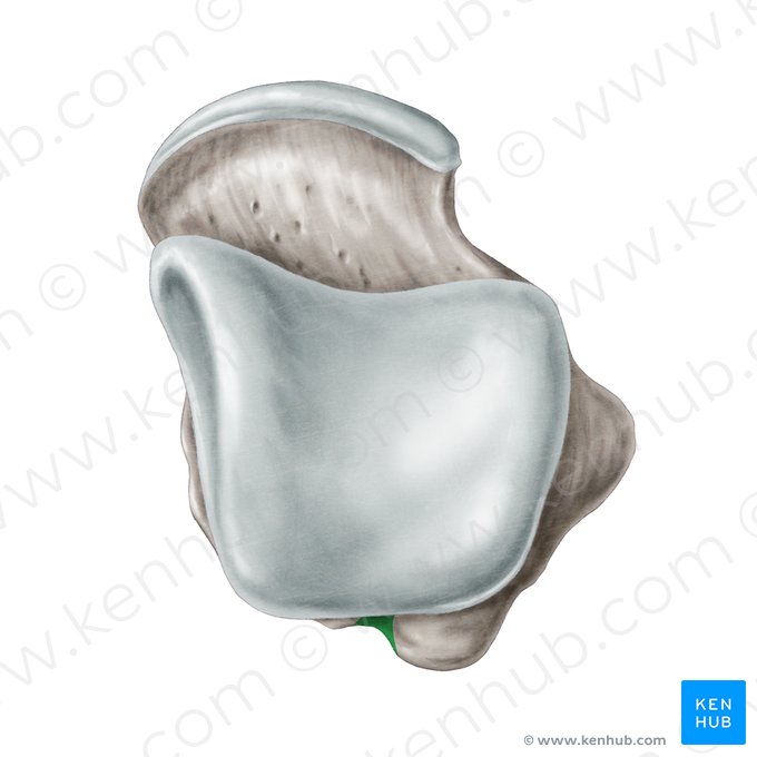 Sulco para o tendão do flexor longo do hálux do tálus (Sulcus tendinis musculi flexoris hallucis longi ossis tali); Imagem: Samantha Zimmerman