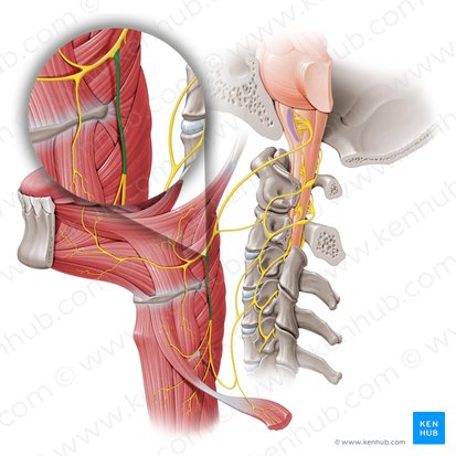 Radix superior ansae cervicalis (Obere Wurzel der Halsnervenschlinge); Bild: Paul Kim