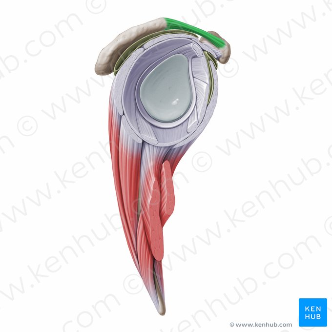 Ligamento coracoacromial (Ligamentum coracoacromiale); Imagem: Paul Kim