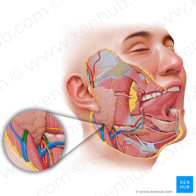 Divisões anterior e posterior da veia retromandibular (Divisiones anterior et posterior venae retromandibularis); Imagem: Paul Kim
