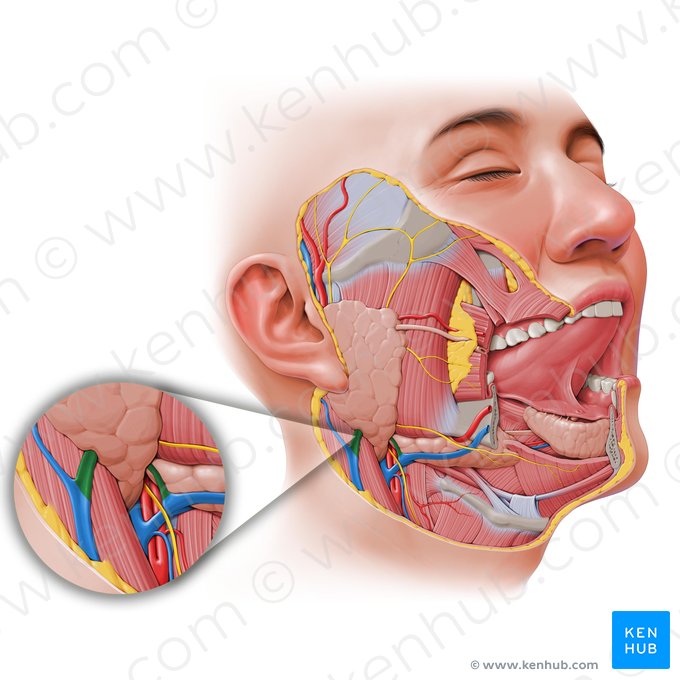 Anterior and posterior divisions of retromandibular vein (Divisiones anterior et posterior venae retromandibularis); Image: Paul Kim