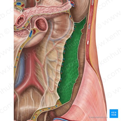 Descending colon (Colon descendens); Image: Irina Münstermann