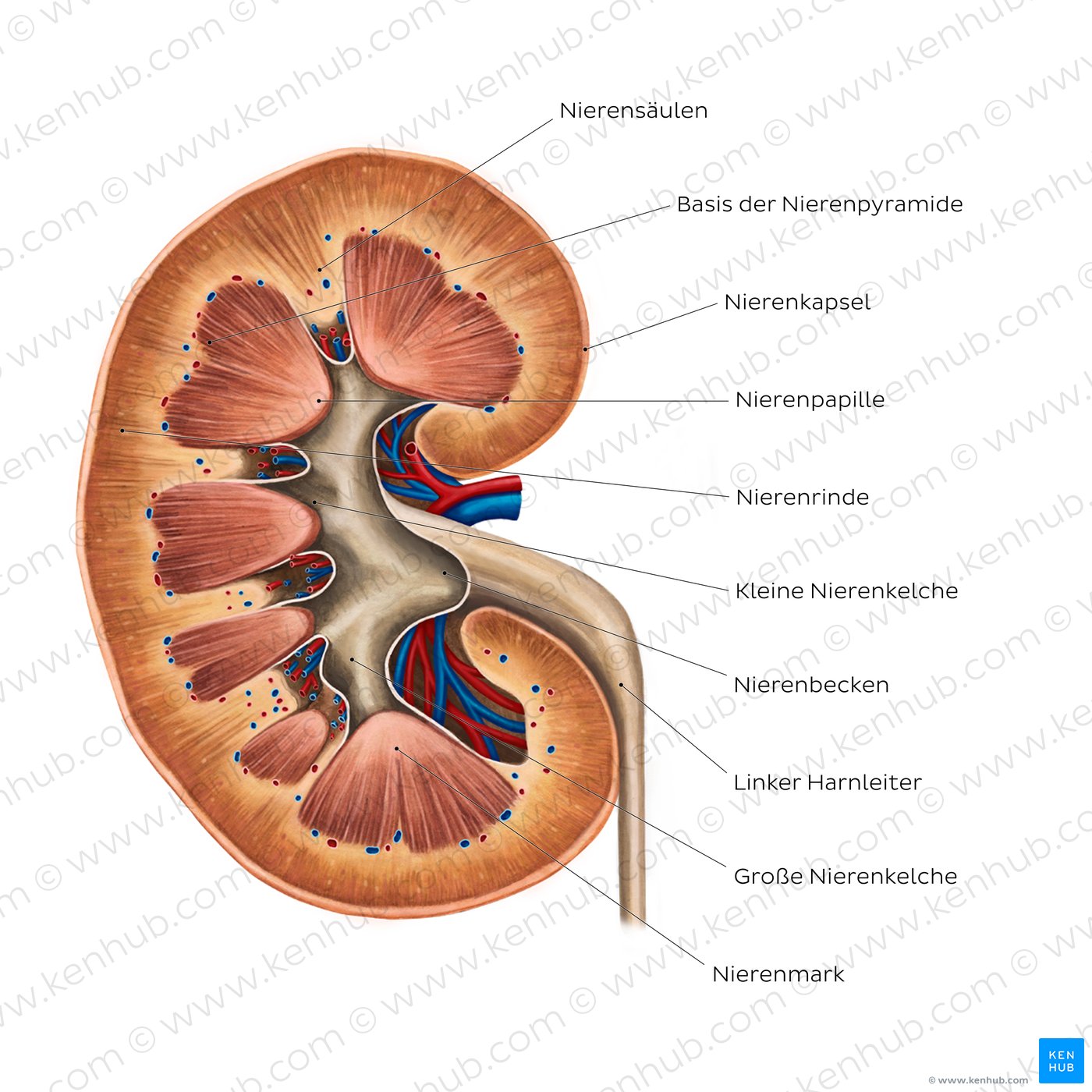 Innerer Aufbau der Niere