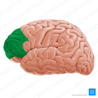 Prefrontal association area (Area associationis prefrontalis); Image: Paul Kim