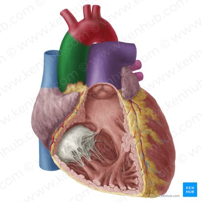 Aorte ascendante (Aorta ascendens); Image : Yousun Koh