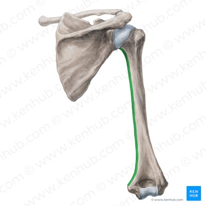 Borde medial del húmero (Margo medialis humeri); Imagen: Yousun Koh