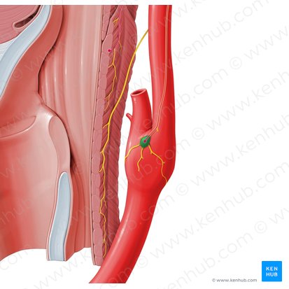 Carotid body (Glomus caroticum); Image: Paul Kim