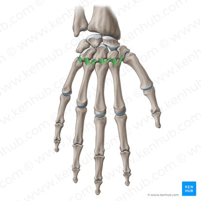 Ligamenta carpometacarpea dorsalia (Rückseitige Handwurzel-Mittelhand-Bänder); Bild: Paul Kim