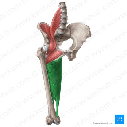 Músculo aductor mayor (Musculus adductor magnus); Imagen: Liene Znotina