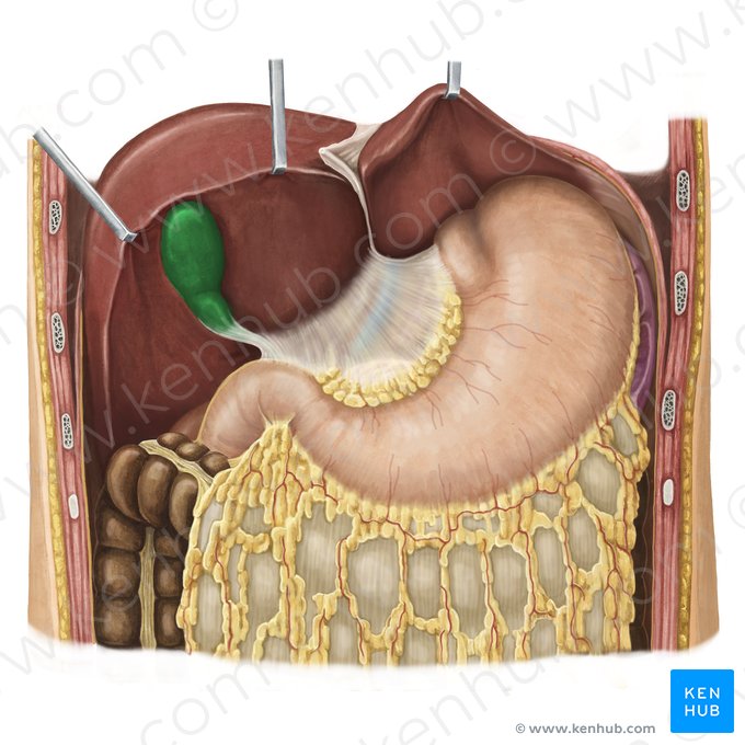 Gallbladder (Vesica biliaris); Image: Irina Münstermann