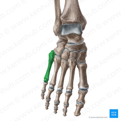 5.º metatarsal (Os 5 metatarsi); Imagem: Liene Znotina