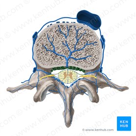 Anterior internal vertebral venous plexus (Plexus venosus vertebralis internus anterior); Image: Paul Kim