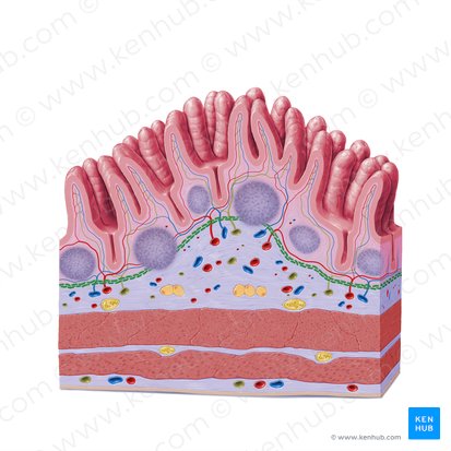 Muscularis mucosae (Lamina muscularis mucosae); Image: Paul Kim